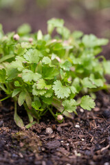 Botanical collection, young green aromatic coriander plant growing in garden