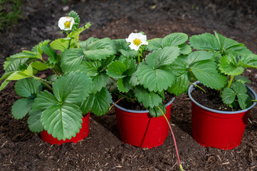 Young strawberry plants with white flowers ready to be planted in garden soil outdoors in spring
