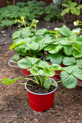 Young strawberry plants with white flowers ready to be planted in garden soil outdoors in spring