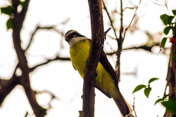 Bem Te Vi IMG_8174