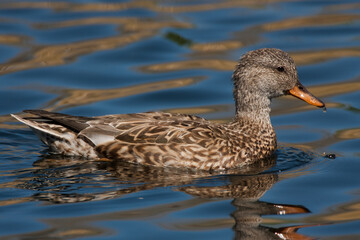 Gadwall female taken in SE Arizona