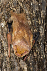 Eastern Red Bat taken in southern MN under controlled conditions