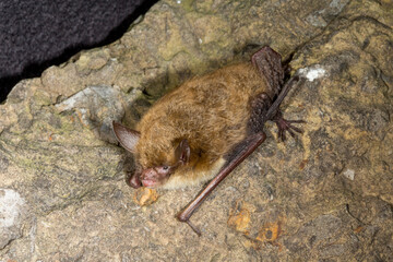 Obraz premium Northern Myotis or Northern Long-eared Bat taken in southern MN under controlled conditions