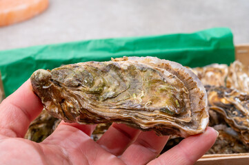 Eating of fresh big raw fine de claires vertes green french oysters from Marennes-Oleron