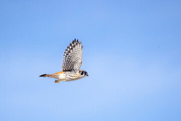 American Kestrel male in flight taken in central MN