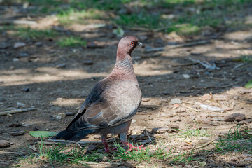 Picazuro Pigeon (Patagioenas picazuro) in park, Buenos Aires, Argentina