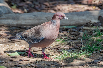 Picazuro Pigeon (Patagioenas picazuro) in park, Buenos Aires, Argentina