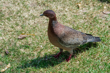 Picazuro Pigeon (Patagioenas picazuro) in park, Buenos Aires, Argentina