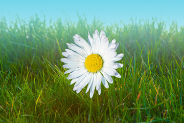 Beautiful daisy in the sun. Summer bright landscape with daisy wildflower in the meadow. Springtime background with wildflower.