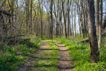 Fototapeta premium Hiking Trail.
