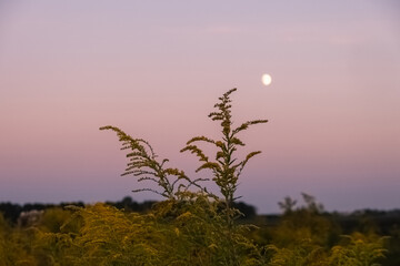 Canadian goldenrod grass at sunset with moon