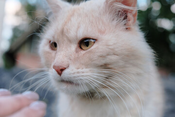 Portrait of a female kitten. Cat looks curious and alert.