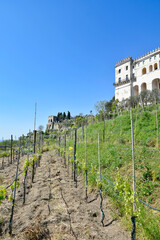 Fototapeta na wymiar Footpath inside a hillside vineyard in the city of Naples, Italy.