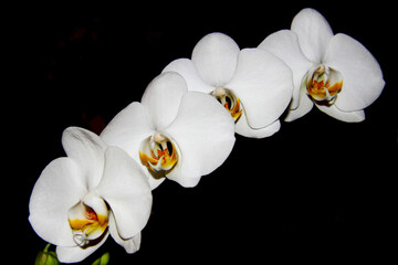 A line of several bright white orchids on a dark background