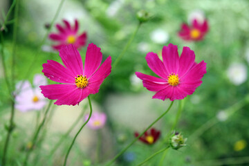 Fototapeta premium Two flowers of bright crimson cosmea on a green background