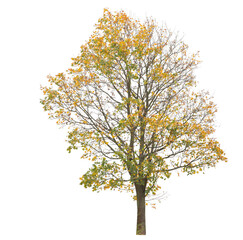 Autumnal yellow leaved tree isolated on white background.