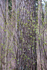 natural summer forest lush with bushes, tree trunks and moss