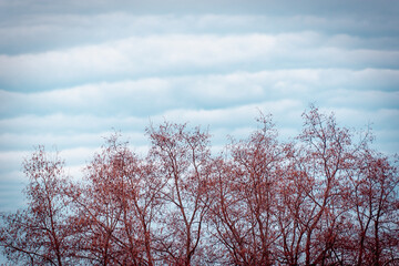 Trees and thick clouds in the sky.