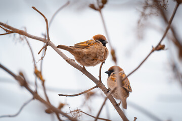 Two sparrows are sitting on a tree branch.