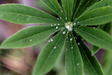 Plakat Green lupine leves after rain.