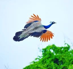 Fototapeten An exquisite peacock in flight. © Bibhu_Dutt