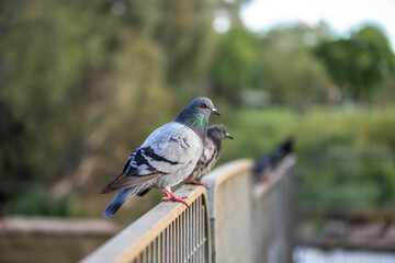 Pigeon ( Rock Dove ) on the Yarkon River in Tel Aviv in an early spring morning. Israel