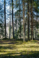 natural summer forest lush with bushes, tree trunks and moss