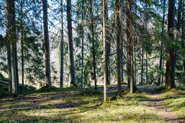 Obraz premium natural summer forest lush with bushes, tree trunks and moss