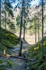 natural summer forest lush with bushes, tree trunks and moss