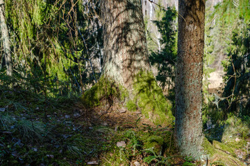 Obraz premium large old tree in the forest