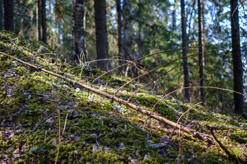 natural summer forest lush with bushes, tree trunks and moss