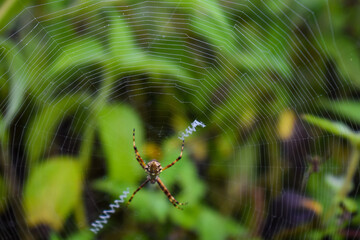 Textura de telaraña y araña en el centro de una trampa