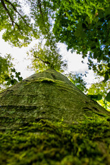 green moss on a tree (Buckow, Märkische Schweiz, Brandenburg, Germany)
