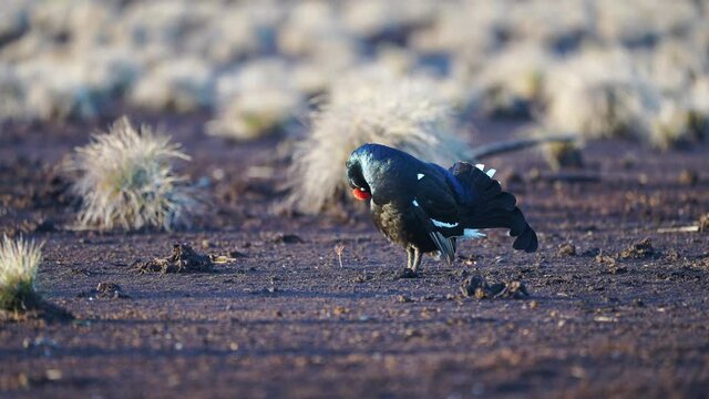 Black Grouse on spring bog ready for fighting, lekking. Spring colors of moors with black grouse, blackcock. Male Black Grouse lek game at sunrise. Lyrurus tetrix lekking in Estonia, Saaremaa swamp