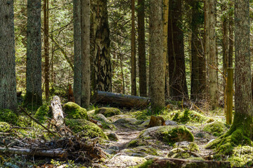 natural summer forest lush with bushes, tree trunks and moss