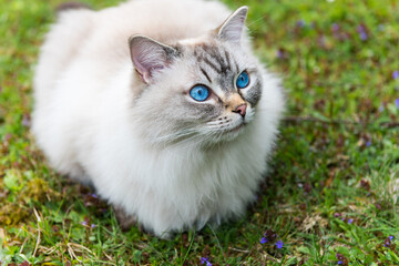 Naklejka na ściany i meble Female fluffy ragdoll cat sitting in the back yard. Adorable cat with blue eyes