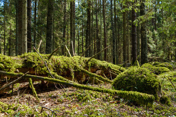 natural summer forest lush with bushes, tree trunks and moss