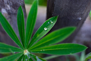 Green lupine leves after rain.