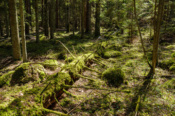 natural summer forest lush with bushes, tree trunks and moss
