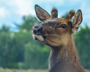 Portrait of a red deer looking at the camera like if he was asking : what are you doing there? Head shot. Beautiful blue and green blury background.