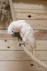 The Close-up of a white bird in a cockatoo parrot nursery