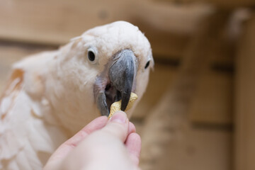 The Close-up of a white bird in a cockatoo parrot nursery
