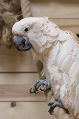 The Close-up of a white bird in a cockatoo parrot nursery