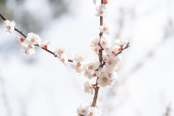 Plum blossom on a sunny day in the morning
