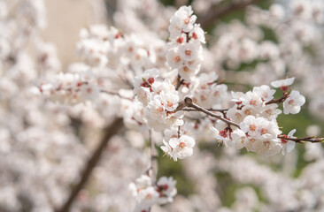 Plum blossom on a sunny day in the morning