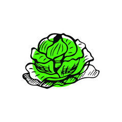 illustration of cabbage