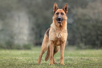 German shepherd dog in the grass