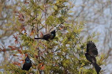 Grackles in marsh (wetland) getting territorial and tying to attract mates
