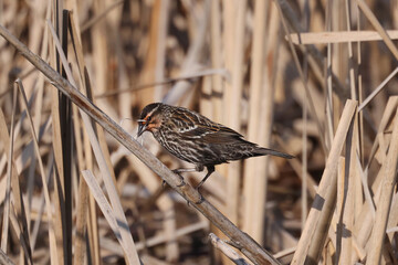 Red winged blackbird with nesting material in her beak perched on cattails building nest in the marsh
