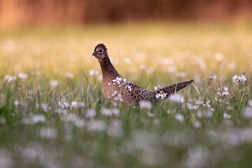 pheasant in the grass